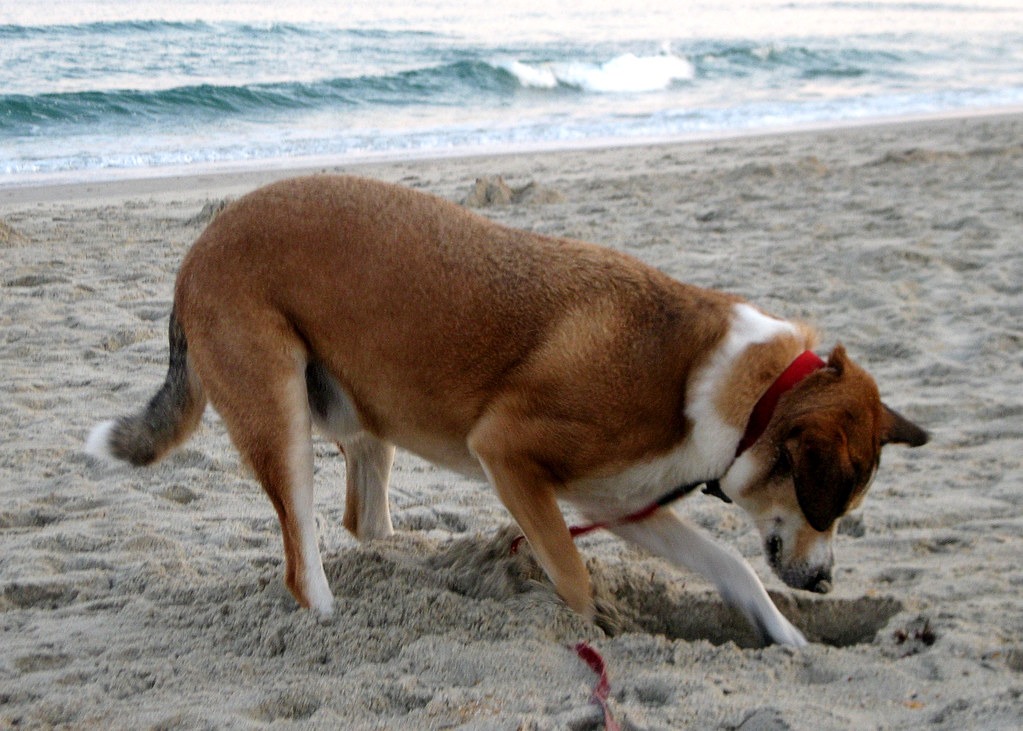 dog behavior digging