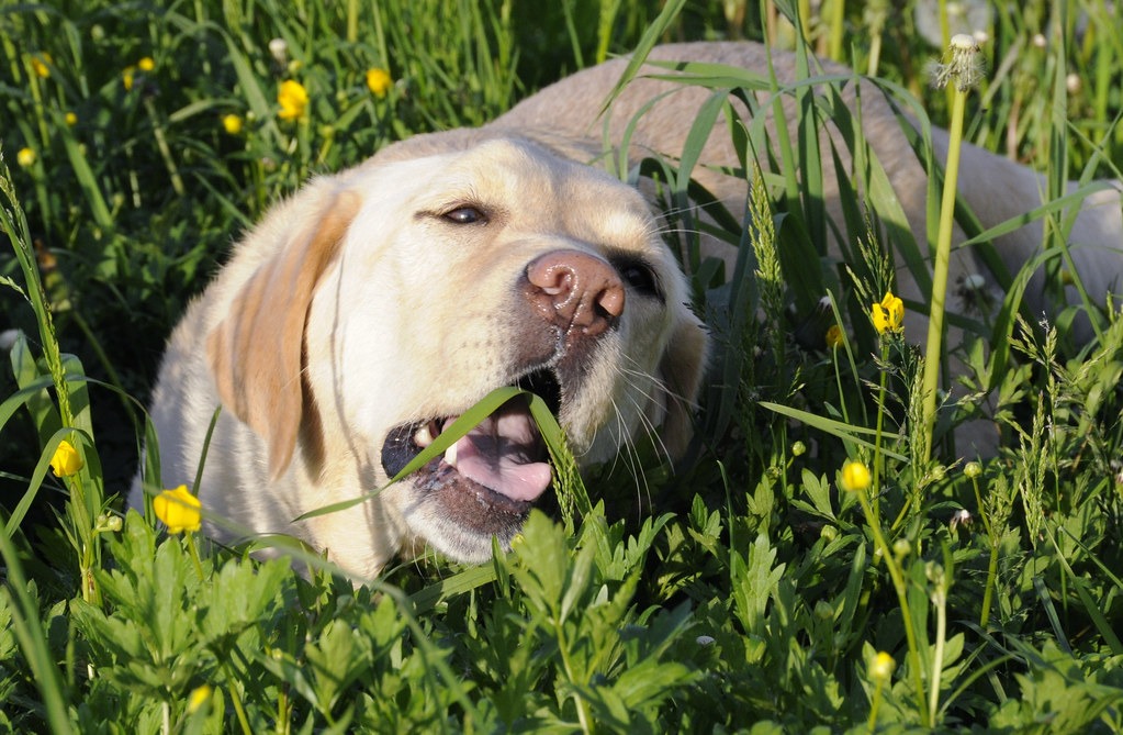 dog behavior eating grass