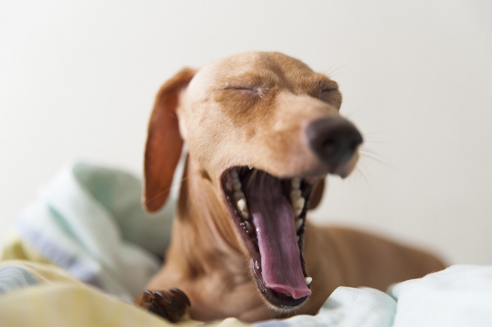 yawning dog behavior