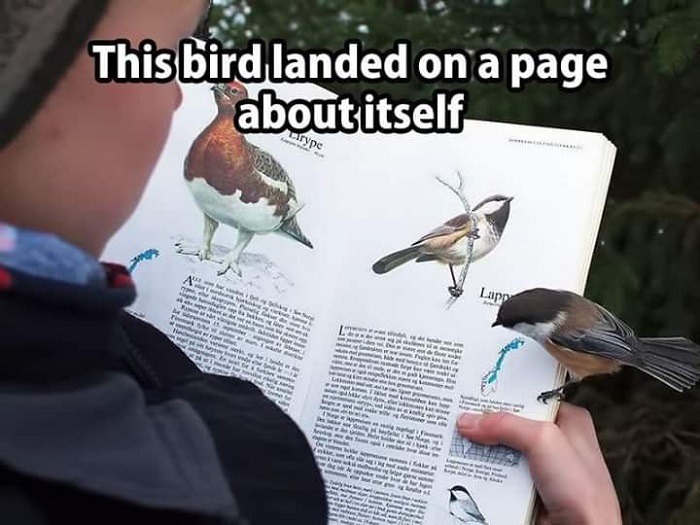 Amazing Coincidences bird