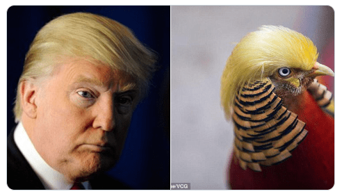 Hilarious Pictures That Look Just Like Donald Trump