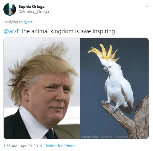 Hilarious Pictures That Look Just Like Donald Trump