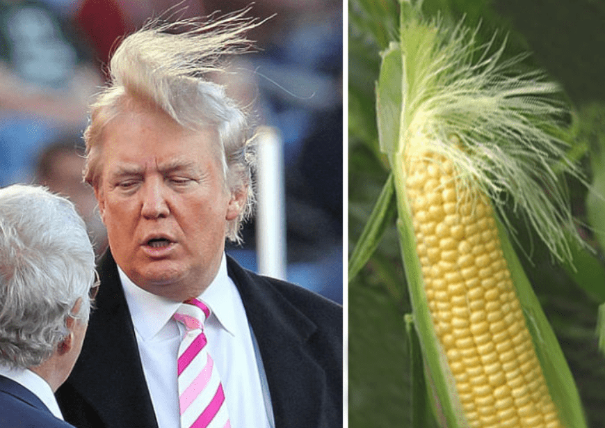 Donald trump comparison corn