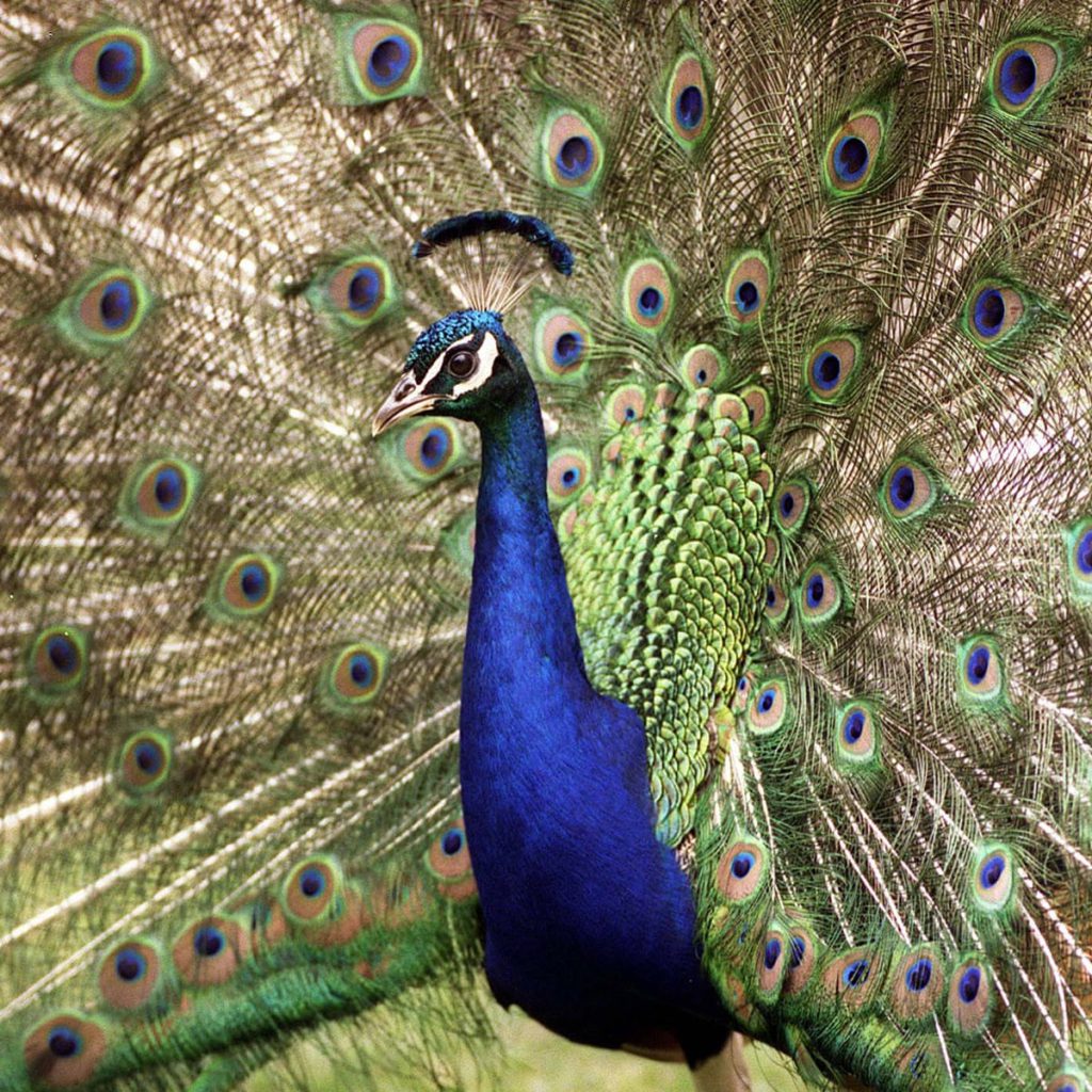 peacock in your dream