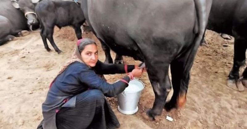 Navalben Dalsangbhai Chaudhary milk entrepreneur