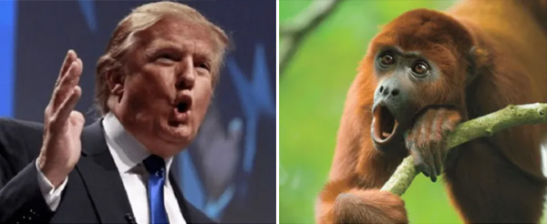Donald trump monkey comparison