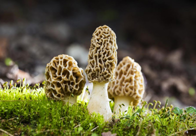 guchchi mushrooms
