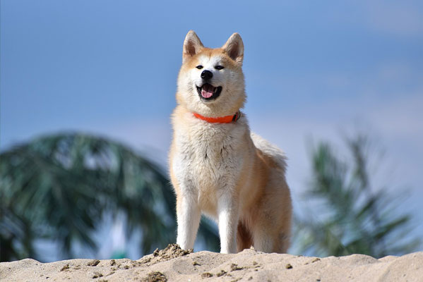 dangerous dog breeds Akitas