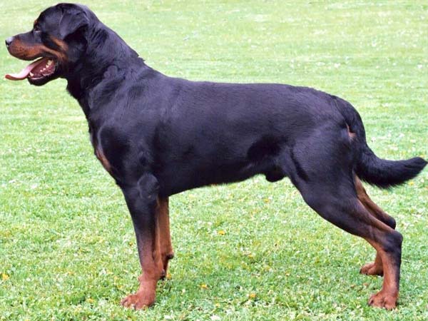 dangerous dog breeds Rottweilers