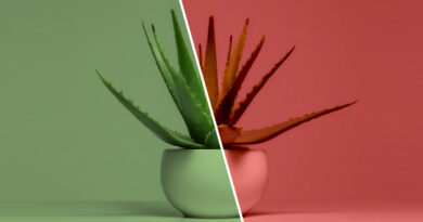 Surprising facts about Aloe Vera. Good and Bad!
